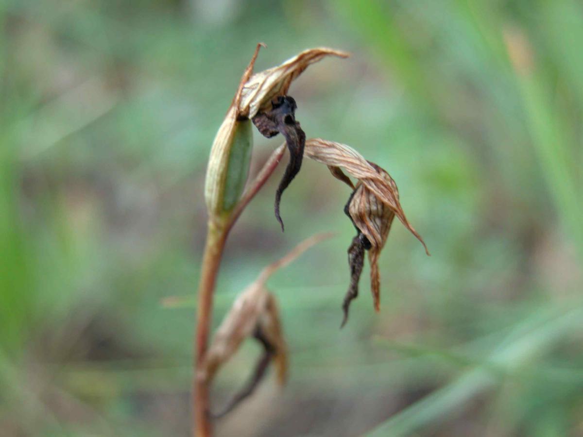 Orchid, Tongue fruit